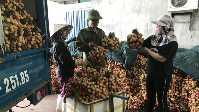 Người dân tại huyện Thanh Hà (Hải Dương) bán vải cho các cơ sở thu mua để xuất khẩu. (Ảnh TTXVN)