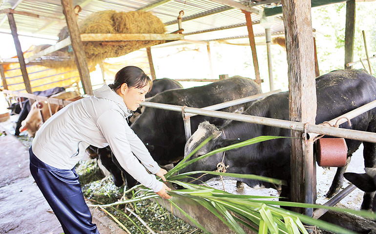 Nhờ được hỗ trợ bò giống, nhiều hộ đồng bào dân tộc thiểu số ở Đắk Nông đã thoát nghèo.