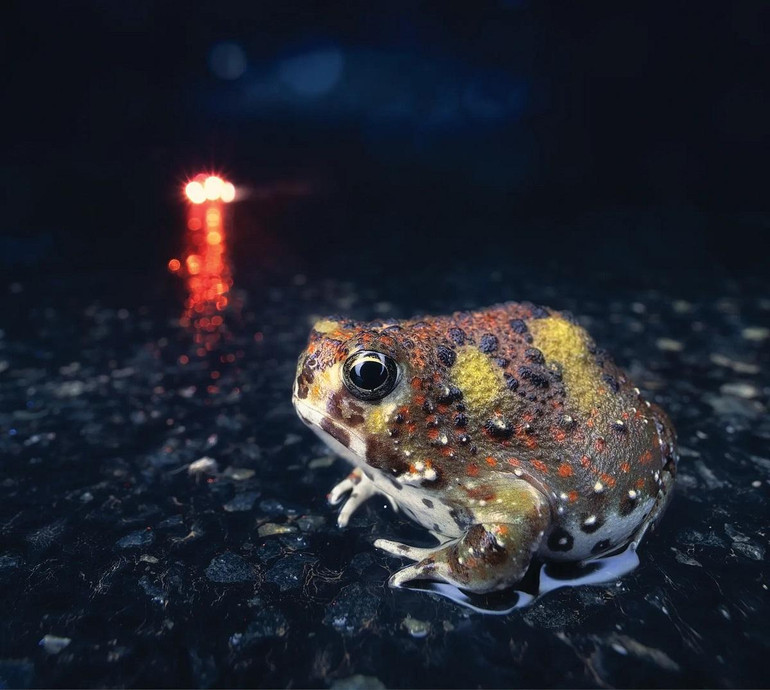 Những bức ảnh tuyệt đẹp về các loài bò sát và lưỡng cư ở khu vực Australasia -0