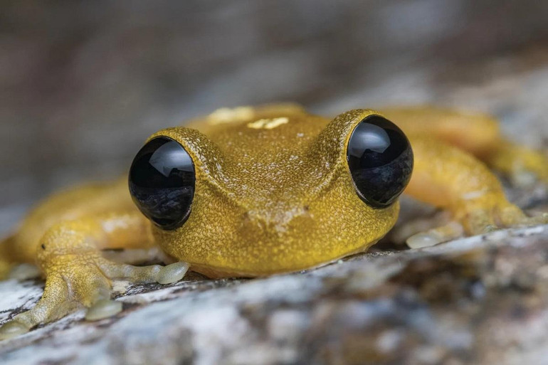 Những bức ảnh tuyệt đẹp về các loài bò sát và lưỡng cư ở khu vực Australasia -0