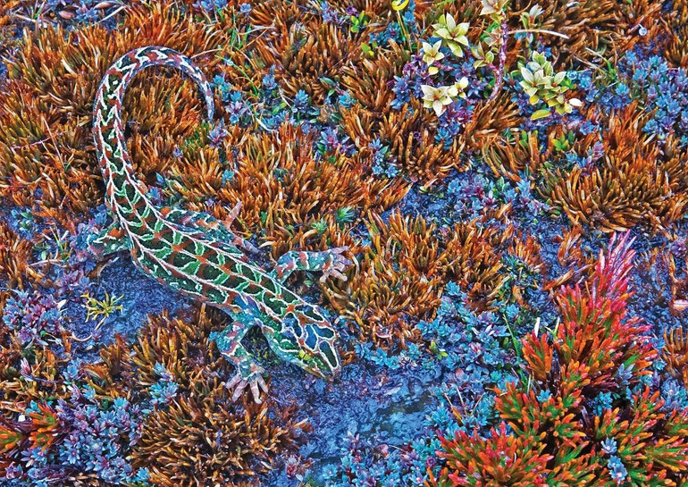 Những bức ảnh tuyệt đẹp về các loài bò sát và lưỡng cư ở khu vực Australasia -0