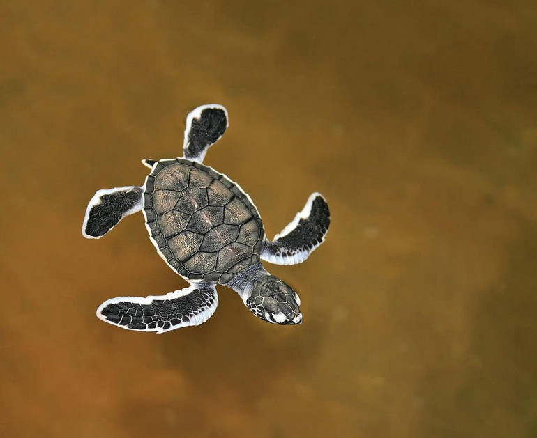 Những bức ảnh tuyệt đẹp về các loài bò sát và lưỡng cư ở khu vực Australasia -0