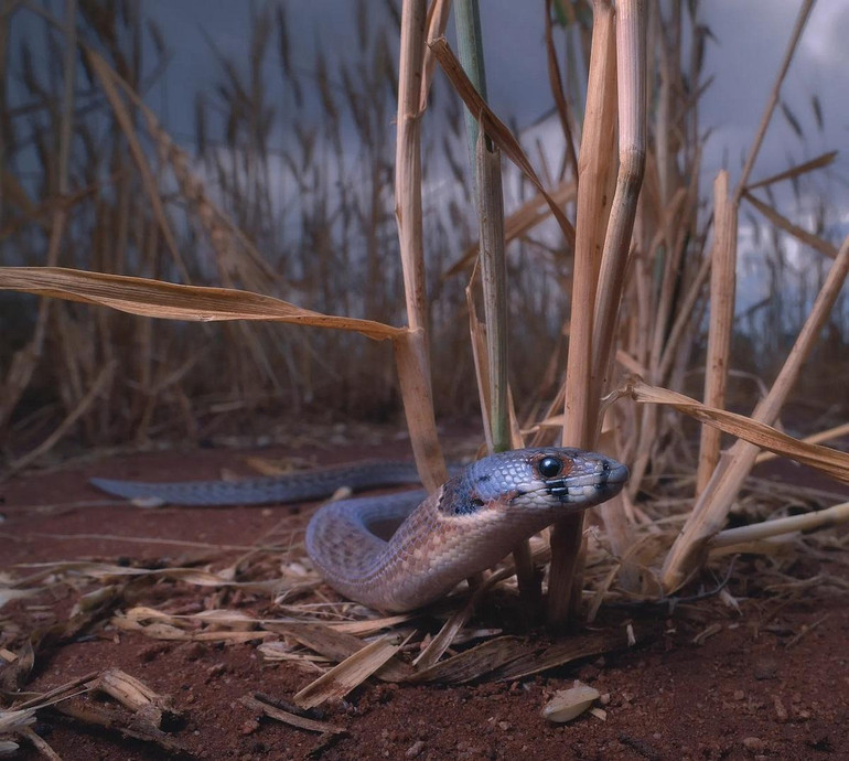Những bức ảnh tuyệt đẹp về các loài bò sát và lưỡng cư ở khu vực Australasia -0