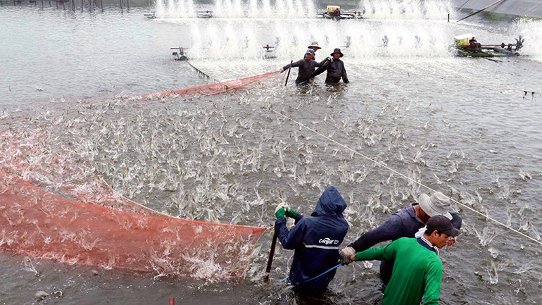 Thu hoạch tôm nuôi theo mô hình công nghệ cao tại tỉnh Sóc Trăng. (Ảnh TRUNG HIẾU)