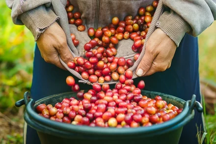 [Video] Hương thơm cà phê Lào lan tỏa ra thế giới