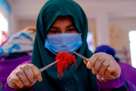 [Video] Nghệ tây – ngành sản xuất “vàng đỏ” tạo việc làm cho phụ nữ Afghanistan