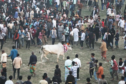 [Video] Khám phá lễ hội đua bò truyền thống vùng nông thôn Bangladesh