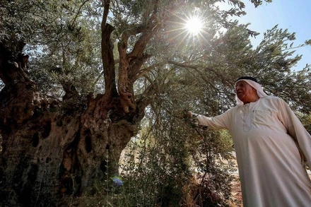 [Video] Bảo tồn rừng oliu cổ thụ - Di sản văn hóa phi vật thể tại Jordan