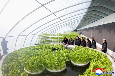 [Video] Triều Tiên khánh thành trang trại nhà kính có quy mô kỷ lục