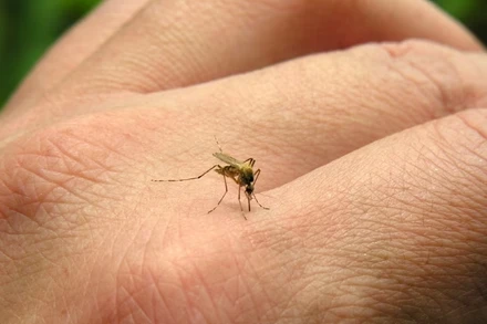 [Video] Nguy cơ virus chikungunya lan rộng tại Singapore