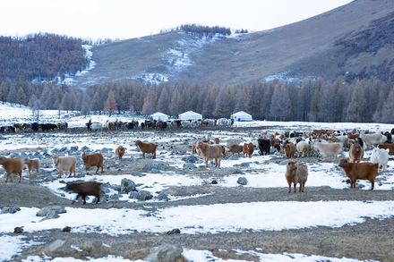 [Video] Đợt rét cực điểm khiến Mông Cổ thiệt hại hơn 26 nghìn con gia súc