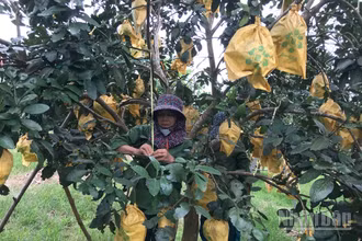 Người dân các xã trồng bưởi Phúc Trạch đang khẩn trương thực hiện các giải pháp bảo vệ cây trồng trước bão.