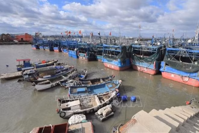 Các tàu đánh cá neo đậu về cảng tránh bão ở thị trấn Tuyền Châu, tỉnh Phúc Kiến, Trung Quốc ngày 22/9/2025. (Ảnh: THX/TTXVN)