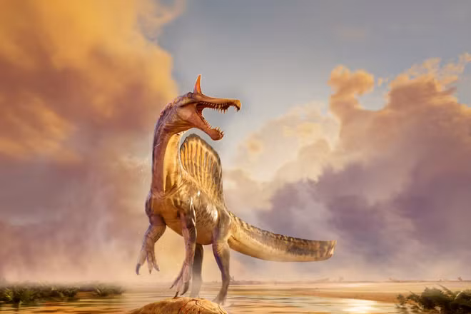 Hình minh họa loài khủng long Spinosaurus mirabilis. (Ảnh: Đại học Chicago)