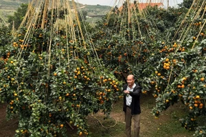 Các nhà vườn tất bật chuẩn bị cho Lễ hội Trái cây.