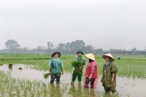 Lãnh đạo phường Tam Sơn, tỉnh Bắc Ninh, xuống đồng, động viên bà con sản xuất đầu năm.