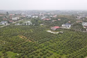 Vùng vải sớm tại xã Phúc Hòa, tỉnh Bắc Ninh.