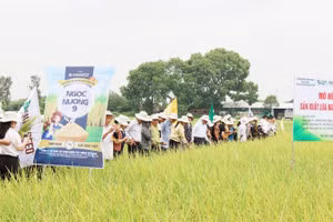 Tham quan mô hình gieo cấy giống lúa thuần chất lượng cao Ngọc Nương 9 tại phường Tam Sơn.