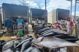 Cá ngừ được thu mua tại cảng Tam Quan (Gia Lai).