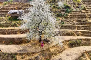 Những cây sơn tra (táo mèo) cổ thụ khi bung nở hoa đẹp như cổ tích. (Ảnh BÙI SỸ)