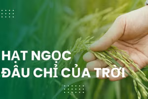“Hạt ngọc” đâu chỉ của trời
