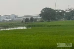 Đề án “Phát triển bền vững một triệu héc-ta chuyên canh lúa chất lượng cao và phát thải thấp gắn với tăng trưởng xanh vùng Đồng bằng sông Cửu Long đến năm 2030” đã và đang phát huy hiệu quả. (Ảnh: HNV)