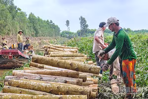 Thu hoạch gỗ cây keo lai tại lâm phần xã Khánh Lâm, tỉnh Cà Mau.