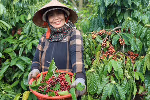 Tỷ lệ tham gia lực lượng lao động của phụ nữ tại Việt Nam thuộc hàng cao nhất thế giới. Nguồn ảnh: Đại sứ quán Australia tại Việt Nam