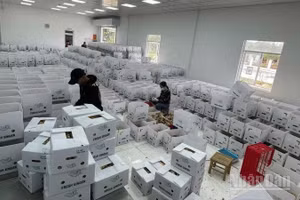 Năm tháng qua, bình quân một tháng có 28,5 nghìn doanh nghiệp thành lập mới và quay trở lại hoạt động. (Ảnh: HNV)