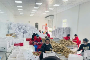 Tổng số lao động đăng ký là 1.050,8 nghìn lao động trong 11 tháng qua, tăng 16% so với cùng kỳ 2024. (Ảnh: HNV)