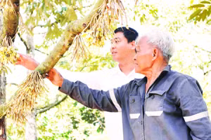 Ông Cao Đạm, người dân tộc Raglai cùng cán bộ xã Khánh Sơn kiểm tra cây sầu riêng đậu quả tại vườn