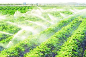 Hệ thống tưới nhỏ giọt, tưới phun mưa hay tưới béc tự động cho thấy hiệu quả rõ rệt trong sản xuất nông nghiệp.