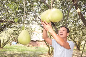 Ông Ngô Văn Sơn, một trong những người góp phần nâng cao thương hiệu bưởi Tân Triều.