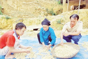 Trưởng thôn Thền Văn Khương (ngoài cùng, bên phải) tích cực giúp bà con phát triển sinh kế bền vững.