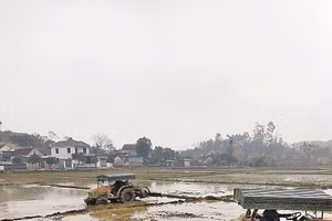 Nông dân xã Đại Đồng sử dụng máy cày để làm vụ lúa đông xuân.