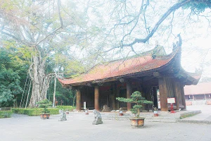 Cây đa ở Khu di tích quốc gia đặc biệt Lam Kinh.