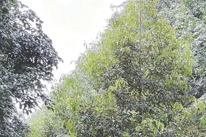 Ông Nguyễn Tiến Khởi bên vườn sầu riêng giống Musang King - Malaysia được sản xuất theo phương thức hữu cơ tuần hoàn.