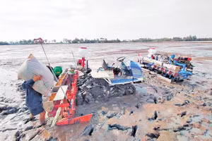 Nhiều khu vực sản xuất nông nghiệp có nguy cơ thiếu nước và xâm nhập mặn. Ảnh: Báo Kiên Giang