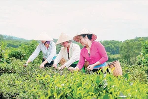 Làng chè Đô Trám, xã Suối Hai.