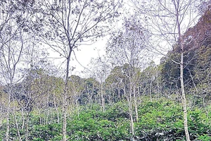 Trồng cây đa tán giúp hạn chế tác động tiêu cực đến tài nguyên đất.