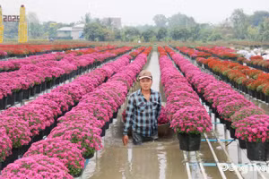 Mỗi dịp lễ, tết, Làng hoa Sa Đéc là điểm đến thu hút đông đảo du khách gần xa.