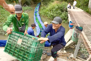 Nông dân Vĩnh Long phấn khởi thu hoạch cam sành. 