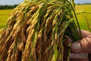 Hạt lúa Đồng bằng sông Cửu Long cần nâng cao giá trị.