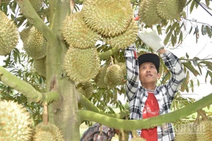 Sản lượng sầu riêng của tỉnh Đồng Tháp rất lớn nhưng chất lượng chưa đồng đều.