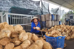 Mặt bằng giá ổn định là nền tảng để ngành dừa xây chuỗi giá trị bền vững.