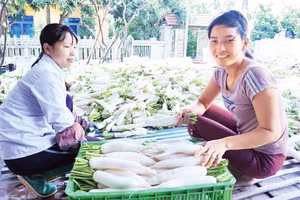 Thủ đô Hà Nội đang phát triển đa dạng các mô hình sản xuất rau an toàn. Ảnh: VĂN HỌC
