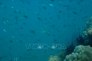 Khu bảo tồn biển tỉnh Cà Mau.