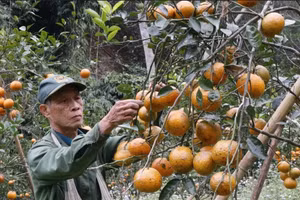 Nhiều loại cây trồng trên địa bàn tỉnh Thái Nguyên mang lại hiệu quả kinh tế cao, gúp người dân làm giàu. Ảnh: Ngọc Tú