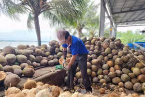 Khu sơ chế dừa của BEINCO.