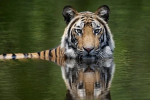 Loài hổ được cứu, Khu bảo tồn Periyar hồi sinh, và mức sống của cộng đồng Advasi được nâng lên.